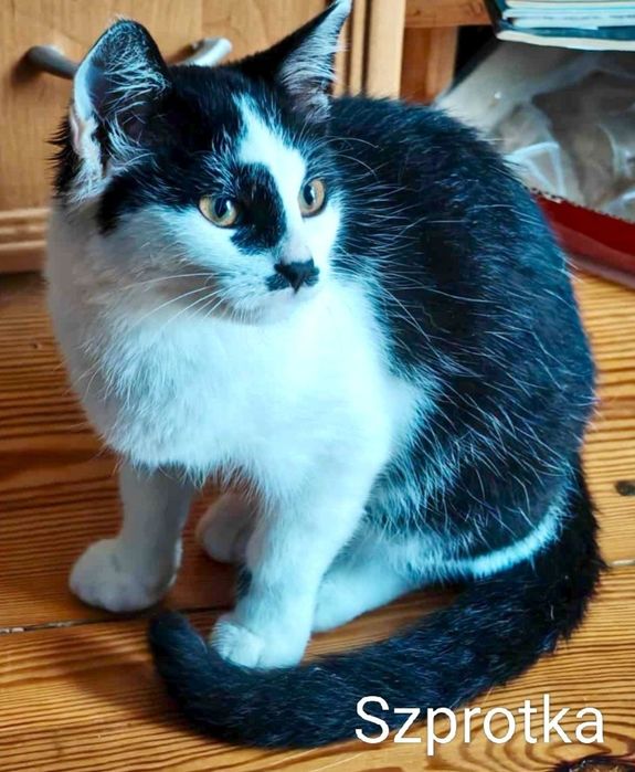 Szprotka błaga o dom ..