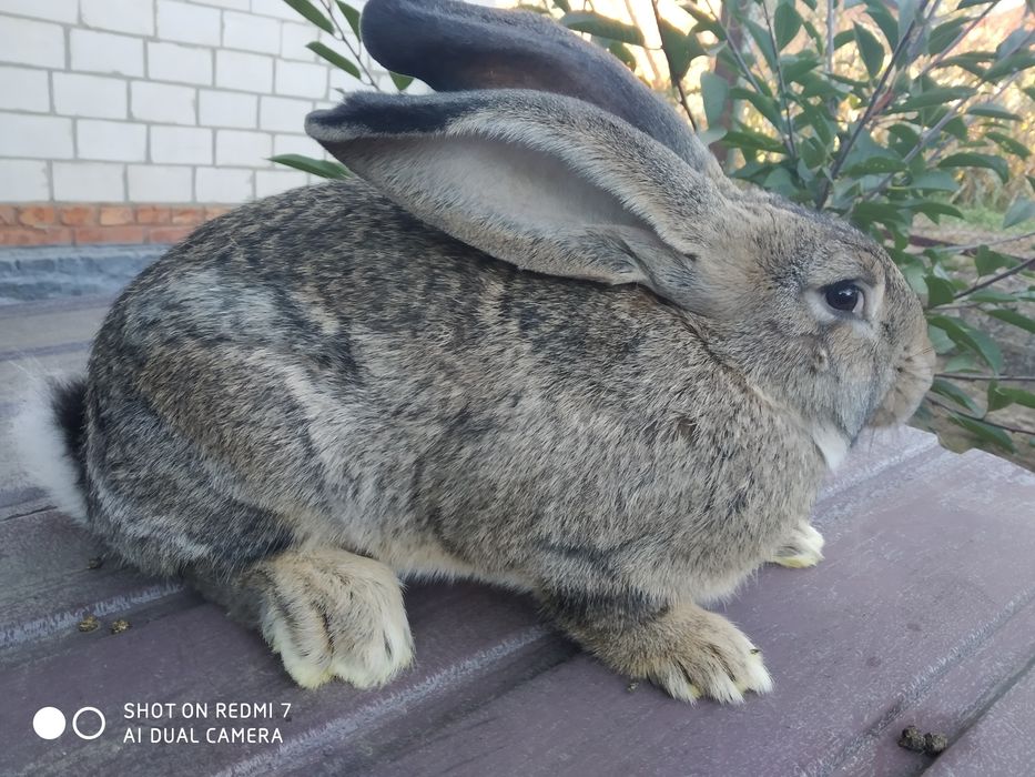 Продам кролів на розвід