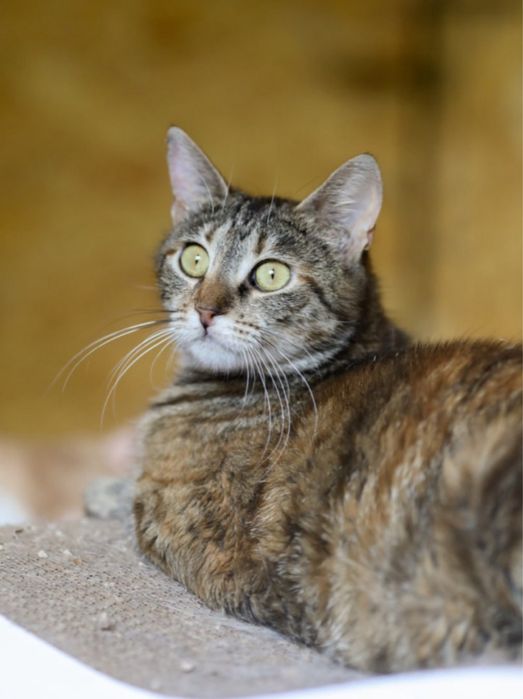 Таша 1.5 годика, милая кошечка разноцветная