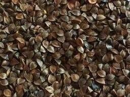 Продам насіння гречки, пожнивна гречка, сидерат