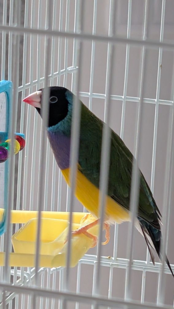 Diamante Gould com gaiola