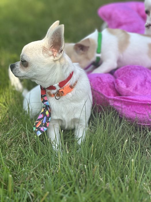 Chihuahua piesek krótkowłosy śliczny