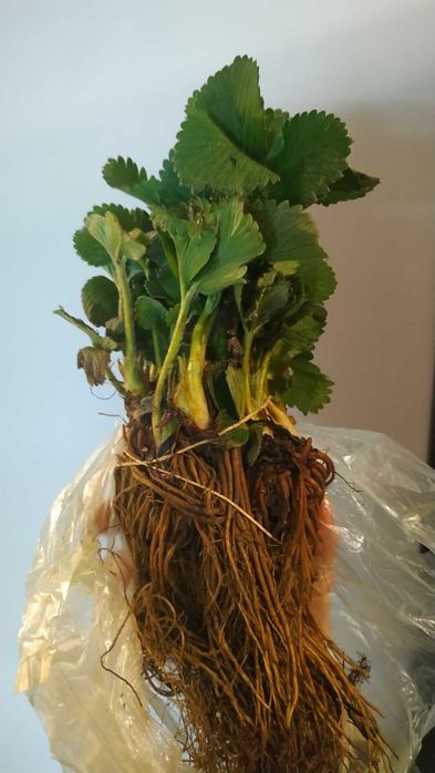 Розсада Полуниці Копана Касетна Малина Плодові дерева Саженцы клубники