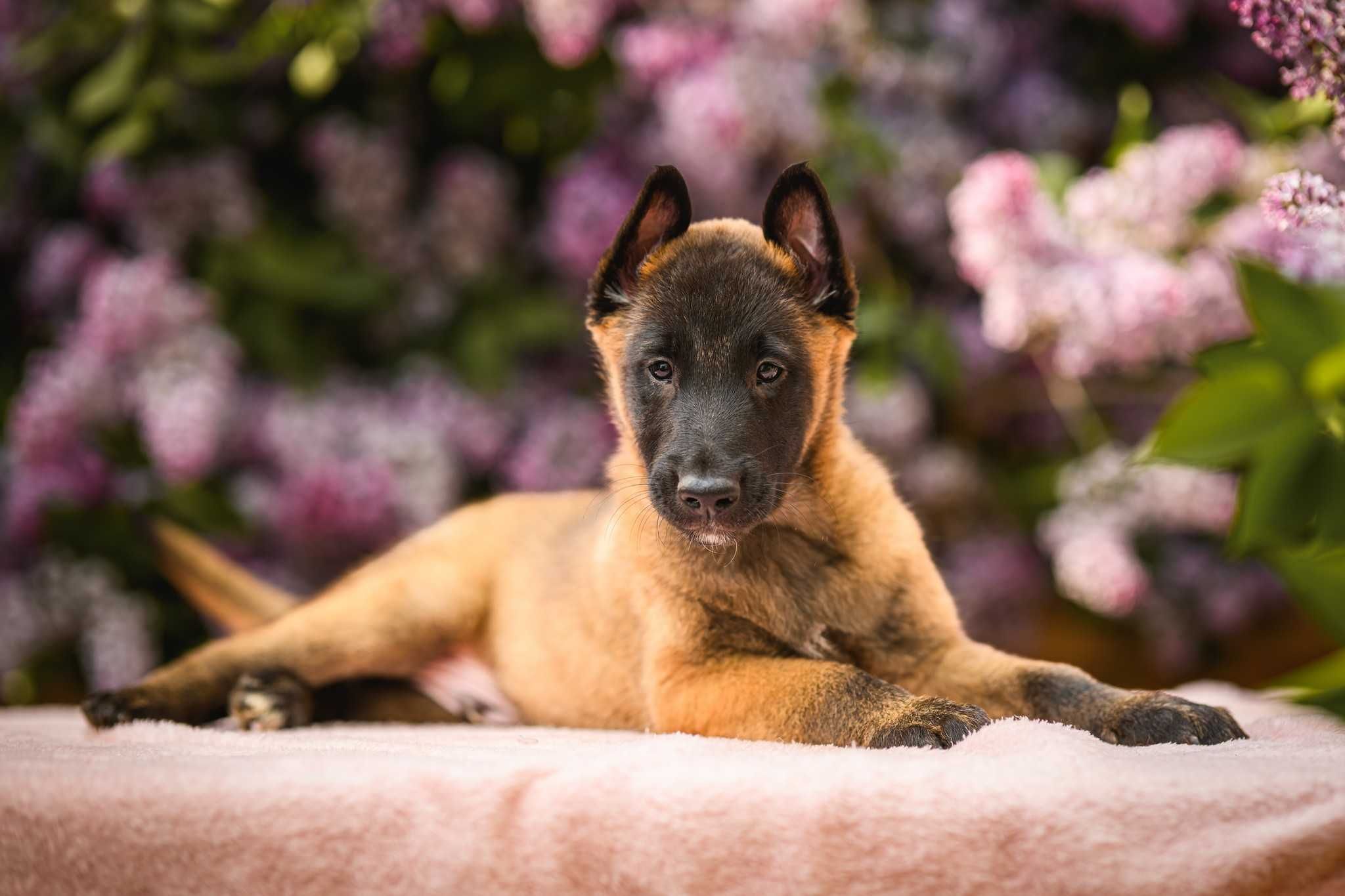 Owczarek Belgijski Malinois Pies FCI