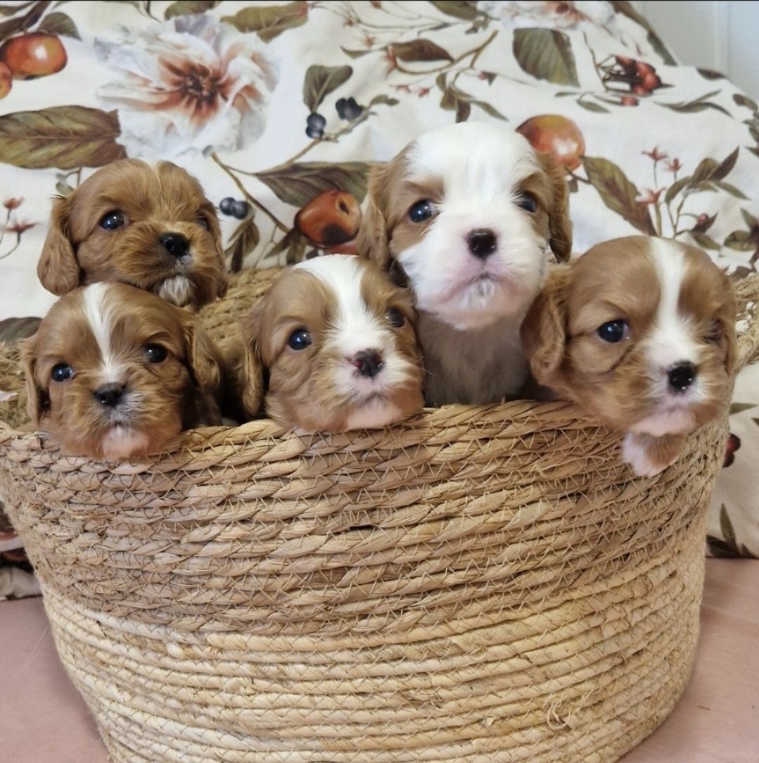 Cavalier King Charles Spaniel Ruby rubinowy rudy samiec