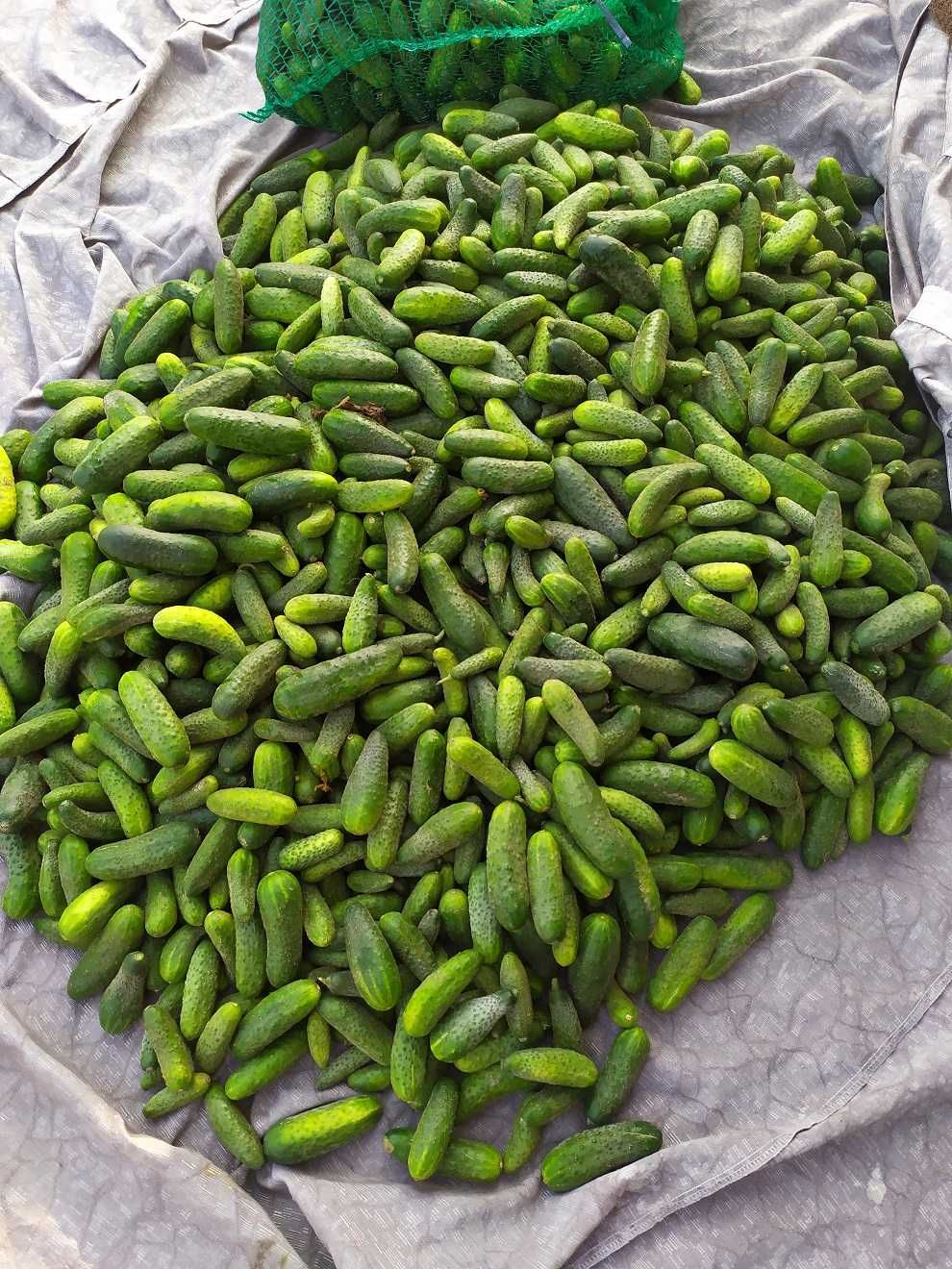 Ogórki polne gruntowa
