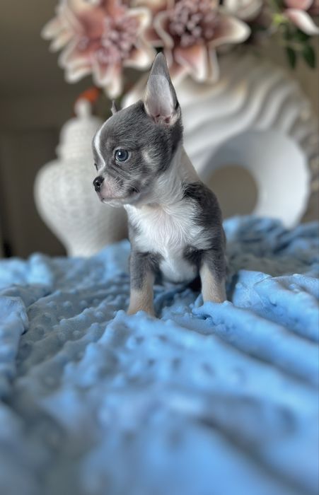 Chihuahua krótkowłosa