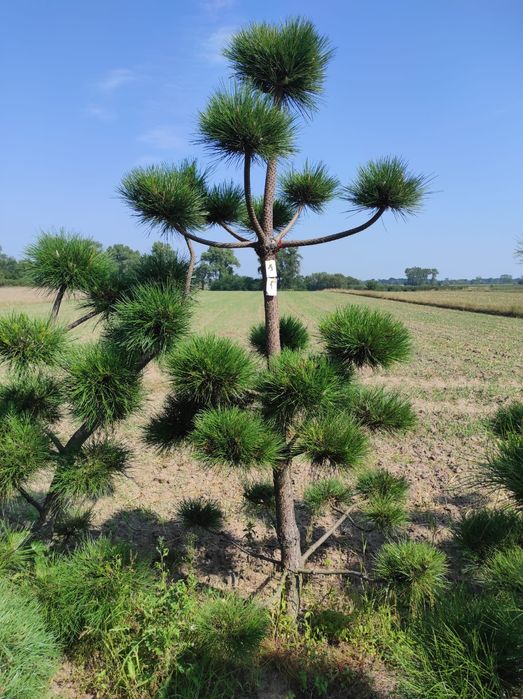 Bonzai formowany, sosna czarna, drzewko do ogrodu, ozdobne 28,29,30,31
