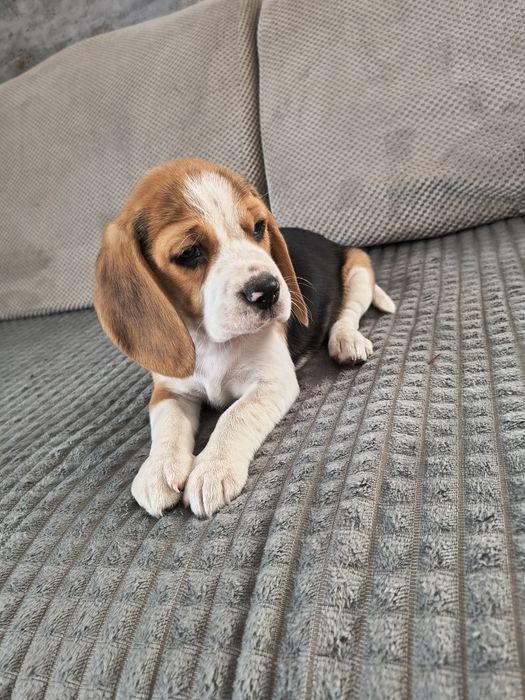 Beagle urocza sunia
