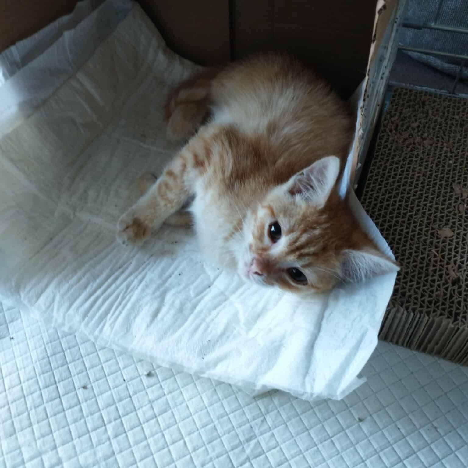Uratowana, malutka, ruda kotka do adopcji