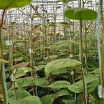 Kiwis variedade Hayward