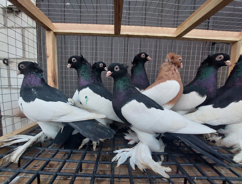 Gołębie sroczki polskie