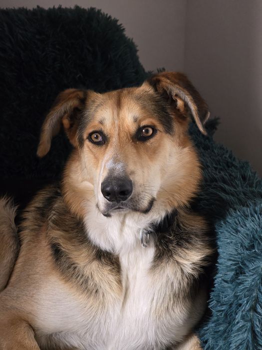 Harry – dżentelmen na czterech łapach szuka domu! 

Poznajcie Harry’eg