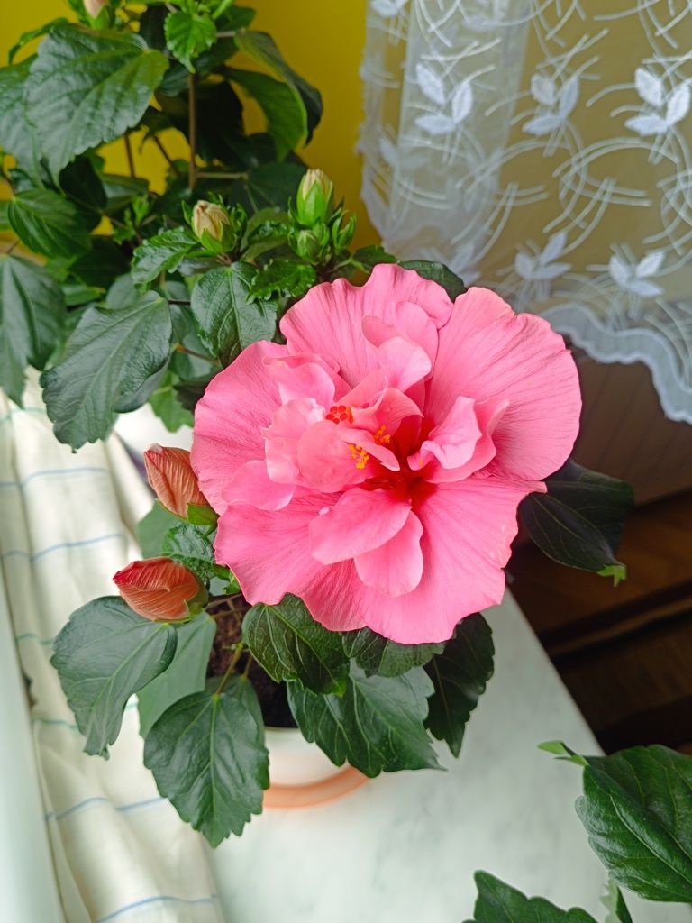 Piękny okaz hibiskusa róży chińskiej pełny różowy