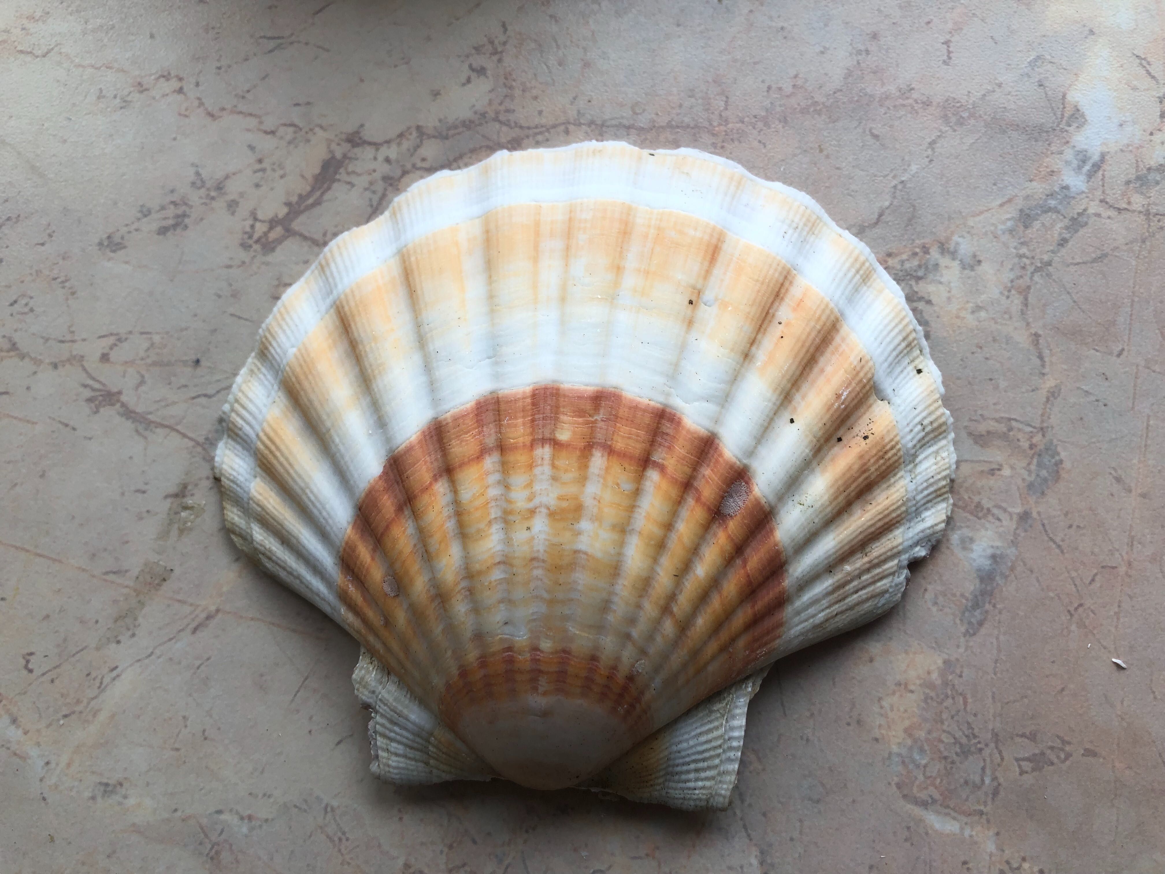 Muszle św. Jakuba Scallops Przegrzebki