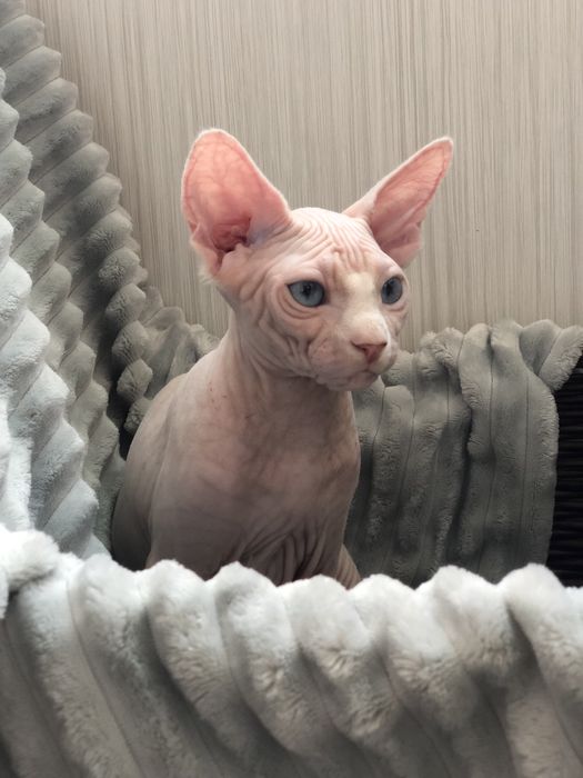 Сфинкс голубоглазая девочка