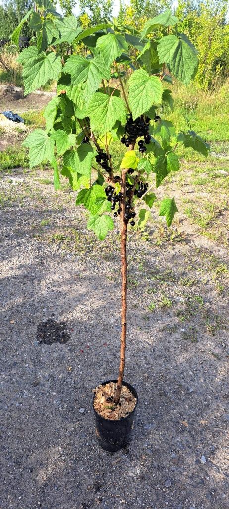 Krzewy owocowe w doniczkach (truskawka, malina, agrest, porzeczka)
