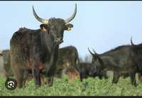 Skup bydła krów jałowek