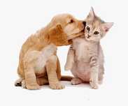 Petsitting passear cães