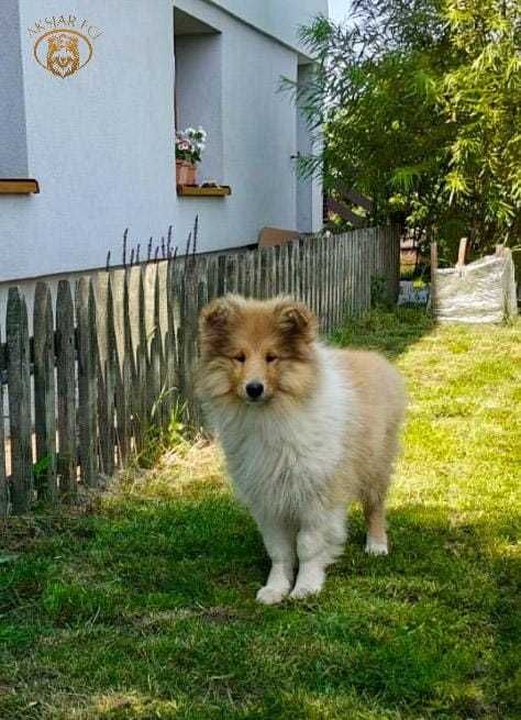 Owczarek Szkocki Collie