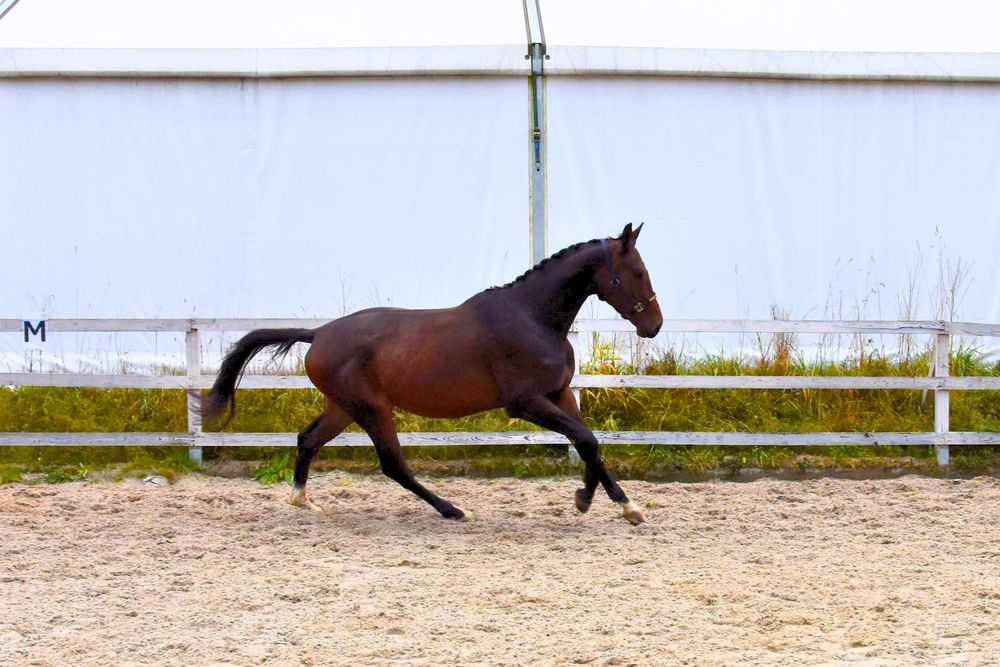 Sprzedam młodego, perspektywicznego wałacha do ujeżdżenia lub wkkw
