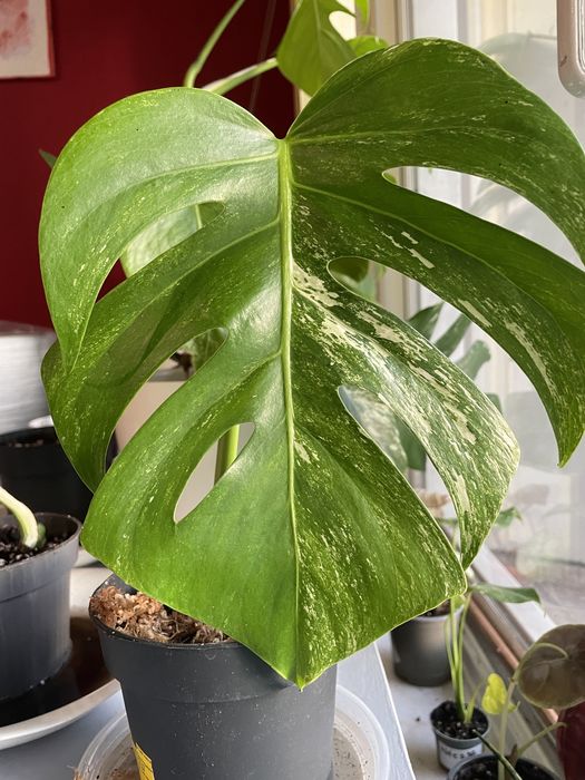 Monstera Albo Variegata - Cuttings
