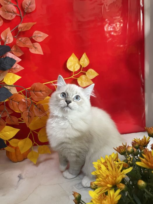 Регдолл, котёнок, кот, Ragdoll