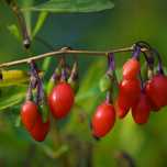 Jagoda Goji 'Sweet Berry' Słodkie owoce (Lycium barbarum) 2.0L