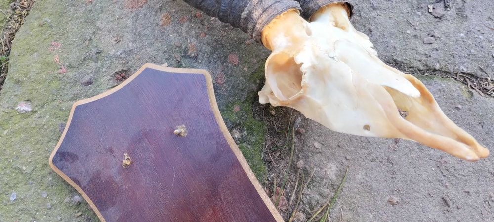 Antylopa Springbock rogi Afryka trofeum poroże