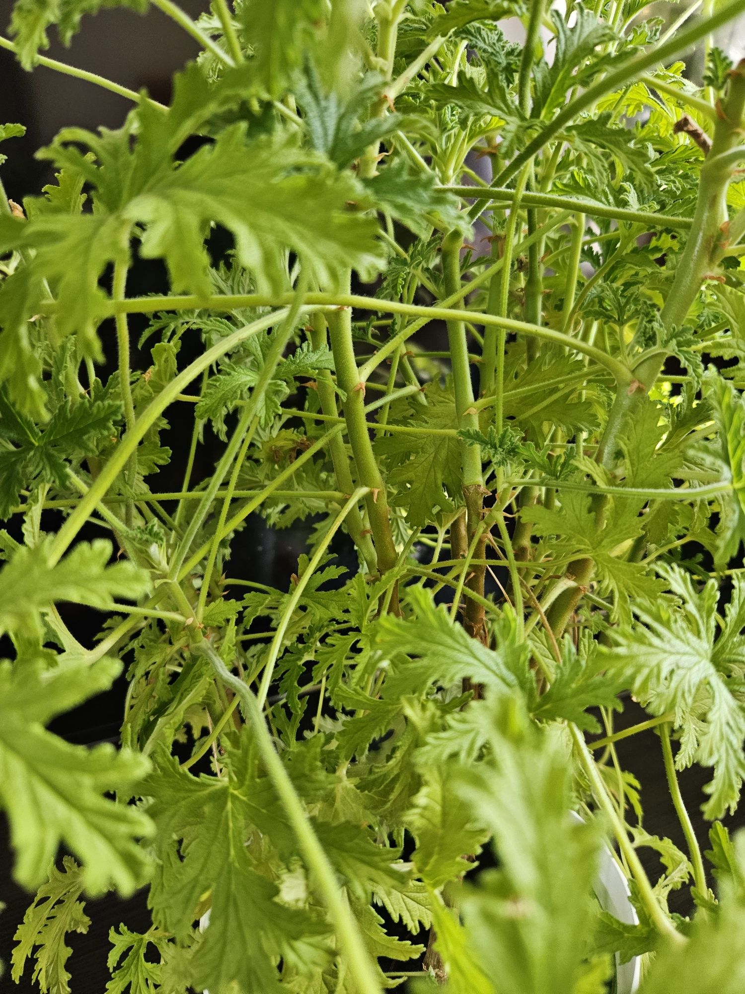 Geranium anginka