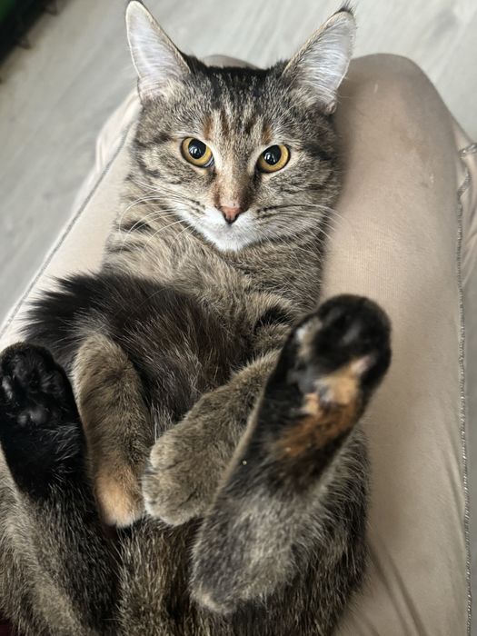 Киця шукає родину