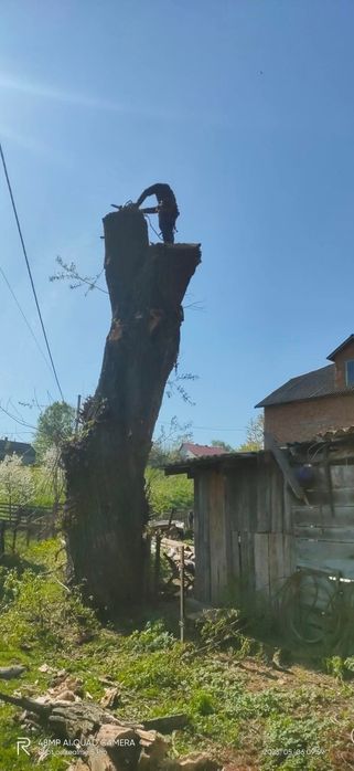"ОБРІЗКА ДЕРЕВ"
*Зрізання аварійних дерев
*Обрізка сухих та гнилих гіл
