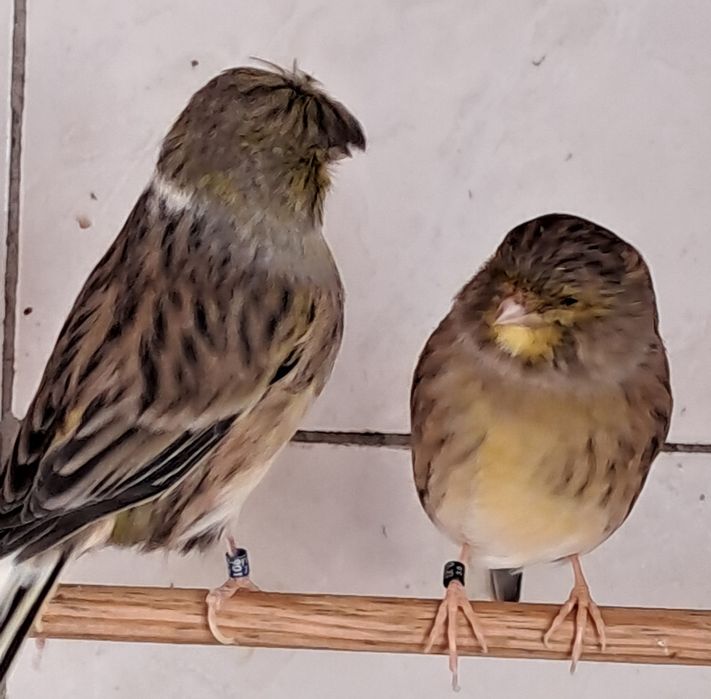 Canários disponiveis