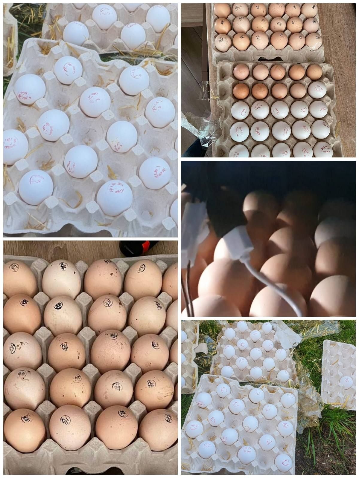Яйца под инкубацию мясной бройлер кобб, несушка Венгрия