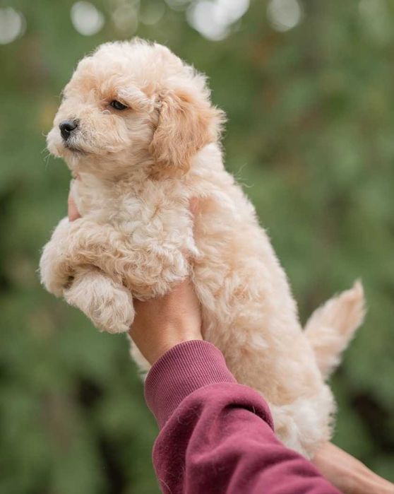 Мальтипу. Очень красивый малыш.