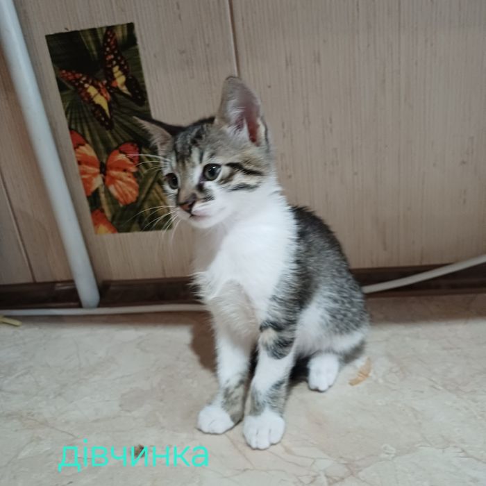 Котята шукають люблячі родини