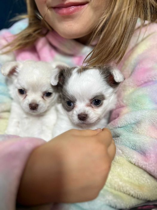 Suczka długowłosa Chihuahua Biało-czekoladowa szczeniak