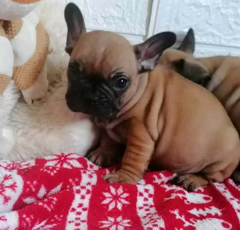 Bulldog FRANCÊS Menina  em de qualidade TOP