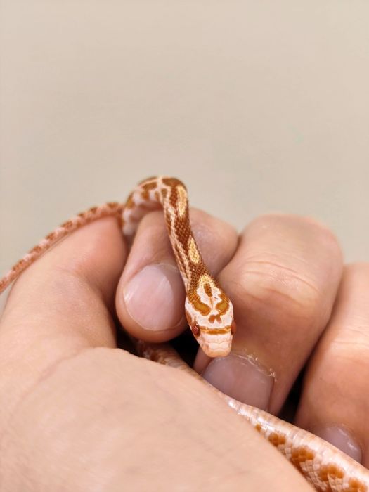 Wąż zbożowy amel RF (?) het anery scaleless ph motley/stripe samiczka
