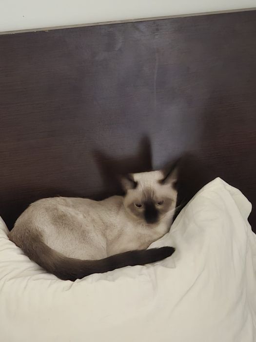 dou gatinhos