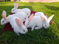 Кролики Білий Велетень