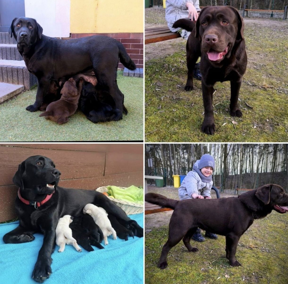 Labrador Retriever Sid czarny gotowy do odbioru