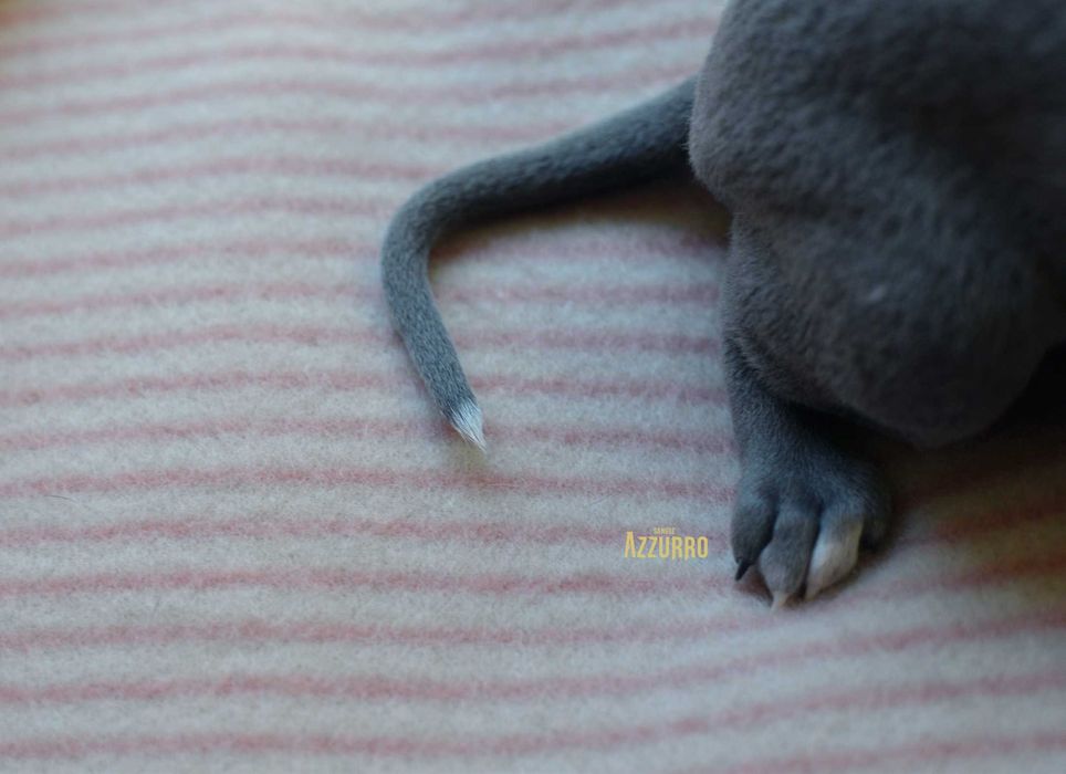 charcik włoski - elegancik z muszką