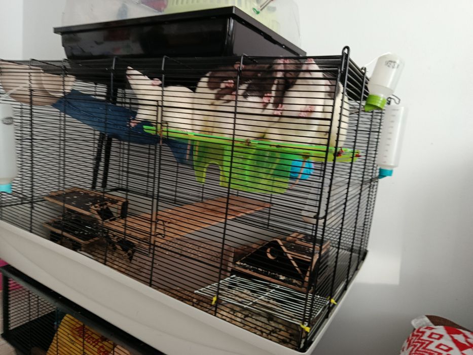 Oddam za darmo dużą klatkę i cztery szczurki