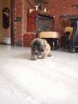 Piesek shih-tzu  szczeniak