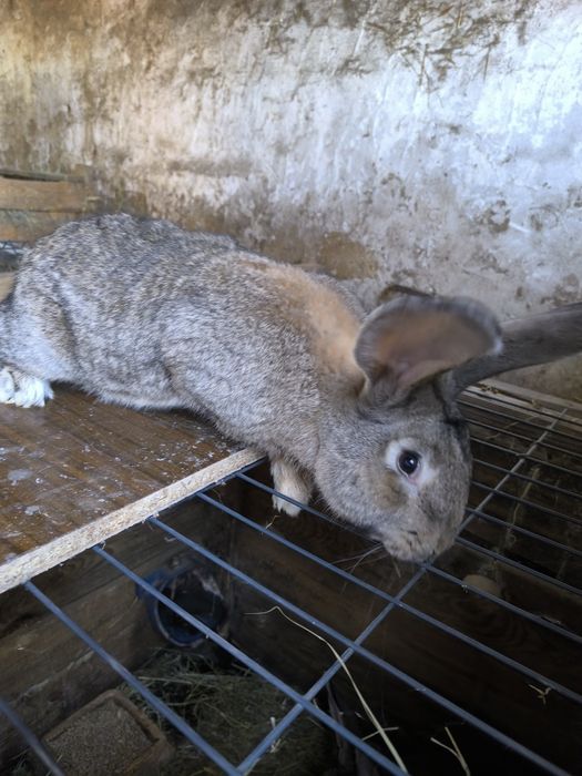 Sprzedam samce olbrzym belgijski