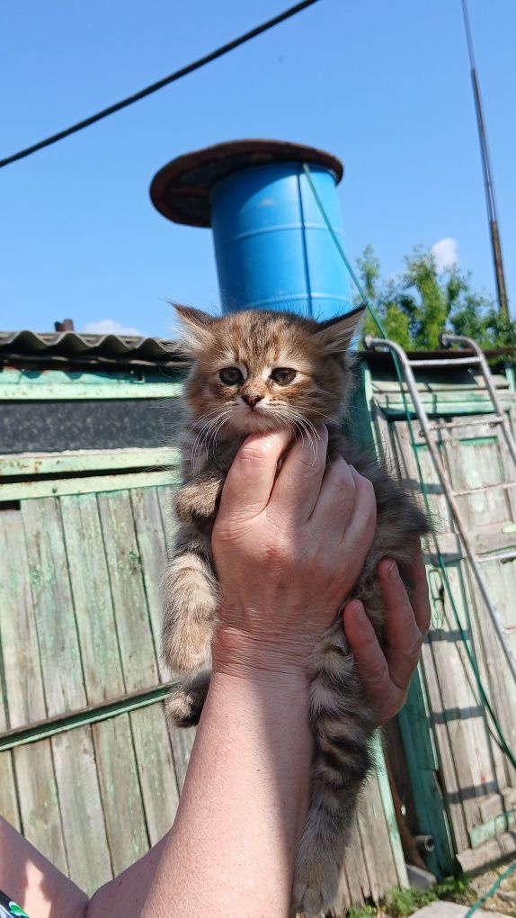 Бескоштовно віддам кошенята, в добрі руки
