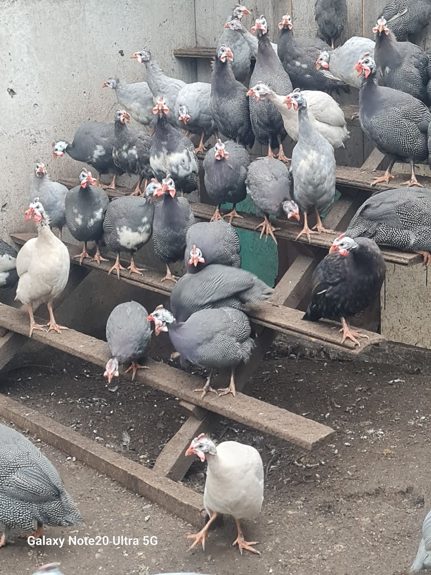 Цесарки  ,інк. яйце, циплята (квітень-травень)