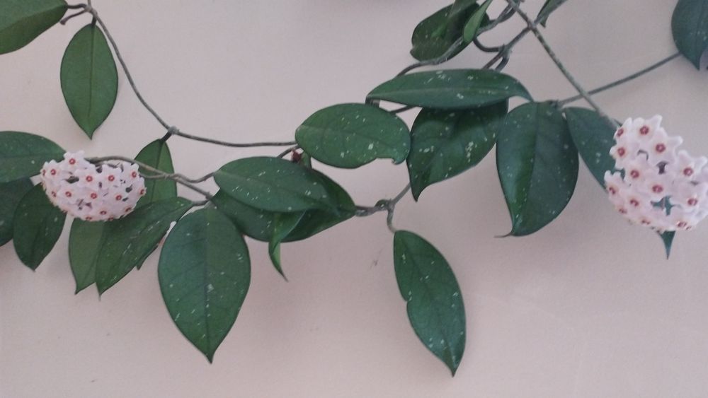 Растение хоя карноза