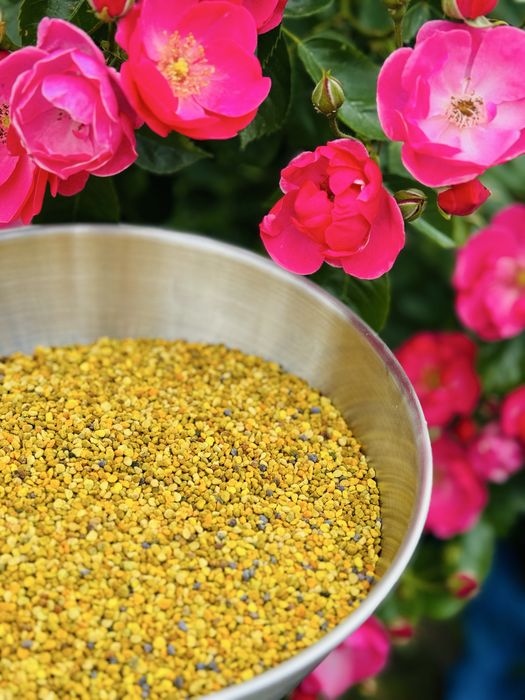 Pyłek kwiatowy pszczeli